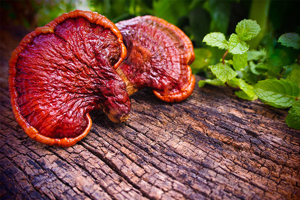 Pecsétviasz gomba Ganoderma Naja Forest Beauty gyógygomba 01