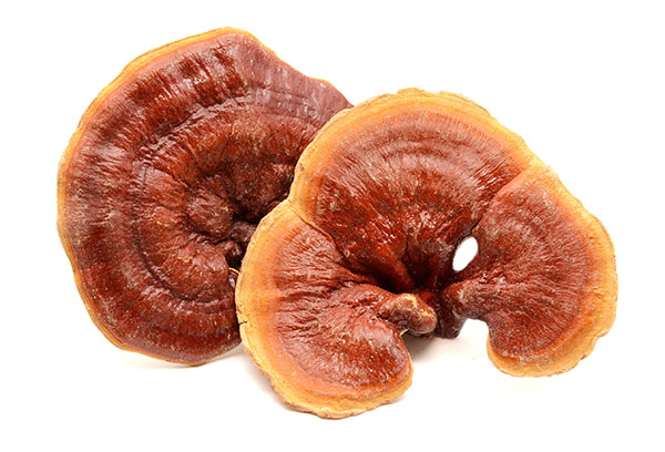 Pecsétviasz gomba Ganoderma Naja Forest Beauty gyógygomba 02