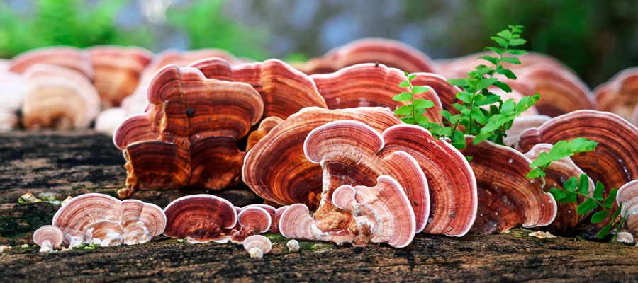 Pecsétviasz gomba Ganoderma Naja Forest Beauty gyógygomba 900x400