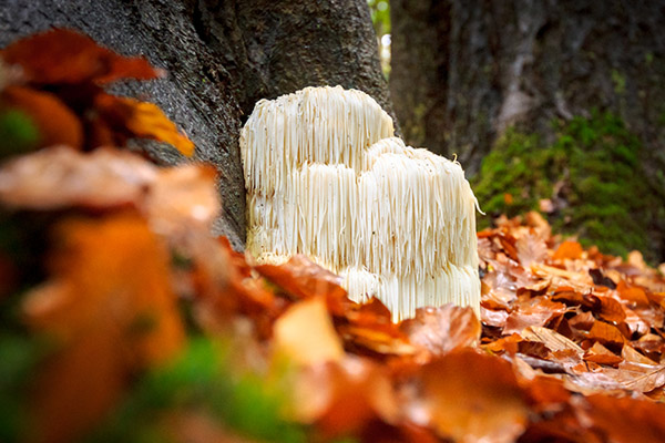 Naja Forest Beauty süngomba gyógygomba 2